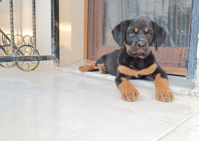 A Kalite Rottweiler yavru